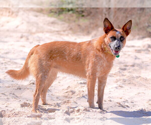 Medium Photo #4 - Mix Puppy For Sale in Marina Del Rey, CA, USA