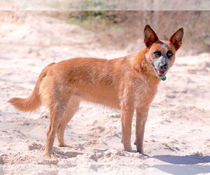 BAM BAM (red heeler) - Female - Mix Dog for Adoption - Photo #4