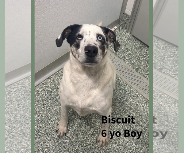 Medium Photo #11 Great Pyrenees-Unknown Mix Puppy For Sale in Woodbury, NY, USA