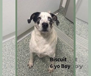 BISCUIT - Male Great Pyrenees-Unknown Mix Dog for Adoption - Photo #11