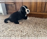 Small Photo #5 Aussiedoodle Puppy For Sale in NEOLA, WV, USA