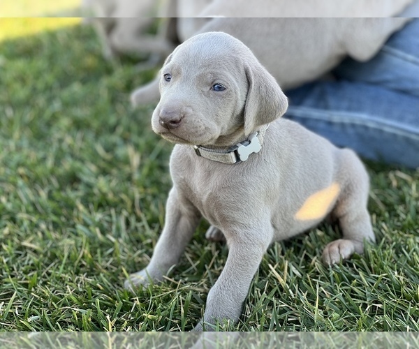 Medium Photo #22 Weimaraner Puppy For Sale in WILLOWS, CA, USA