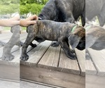 Puppy Dark green girl Cane Corso