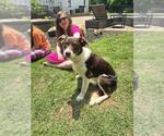 Small #8 Border Collie Mix