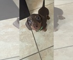 Small Photo #11 Dachshund Puppy For Sale in HUNTINGTON BEACH, CA, USA