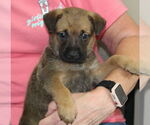 Small #1 Mutt
