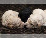 Small Photo #15 Goldendoodle (Miniature) Puppy For Sale in ASHBY, MN, USA