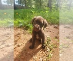 Small #3 Wirehaired lab