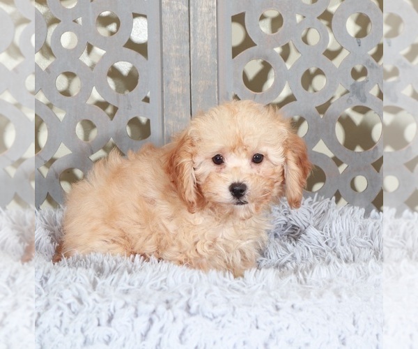 Medium Photo #1 Poodle (Miniature) Puppy For Sale in MOUNT VERNON, OH, USA