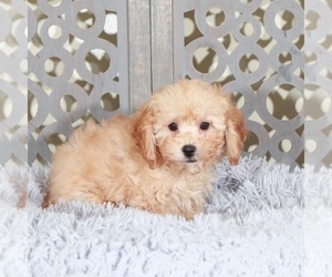 Poodle (Miniature) Puppy for sale in MOUNT VERNON, OH, USA
