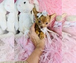 Small #14 Chihuahua