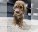 Small #5 Goldendoodle-Poodle (Standard) Mix