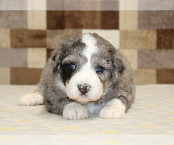 Medium Photo #6 Bernedoodle (Miniature) Puppy For Sale in DENVER, PA, USA
