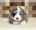 Small #5 Bernedoodle (Miniature)