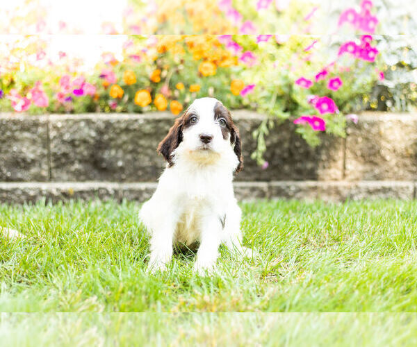 Medium Photo #11 Springerdoodle Puppy For Sale in NAPPANEE, IN, USA
