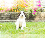 Small Photo #11 Springerdoodle Puppy For Sale in NAPPANEE, IN, USA