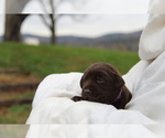 Small #3 Labrador Retriever
