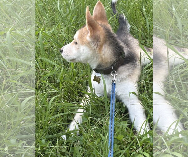 Medium Photo #5 Siberian Husky-pomeranian spitz Mix Puppy For Sale in Holly Springs, NC, USA