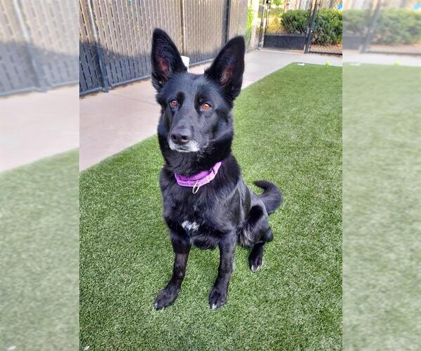 Medium Photo #2 German Shepherd Dog-Unknown Mix Puppy For Sale in Elk Grove, CA, USA