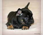 Small Photo #26 French Bulldog Puppy For Sale in WINNSBORO, TX, USA