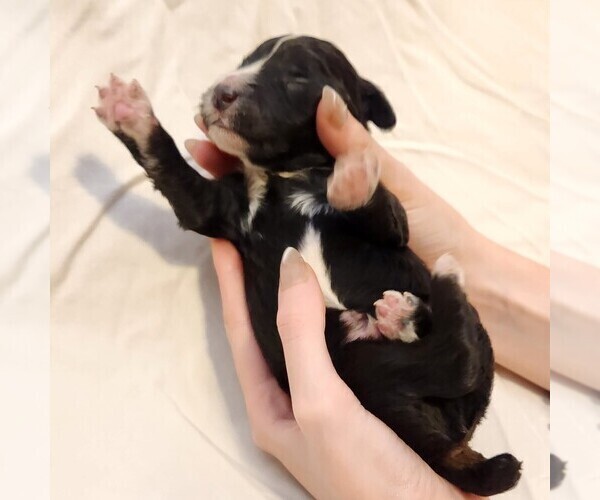 Medium Photo #10 F2 Aussiedoodle Puppy For Sale in COLUMBIA, TN, USA