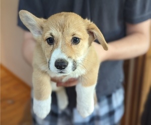 Pembroke Welsh Corgi Puppy for sale in VANCOUVER, WA, USA