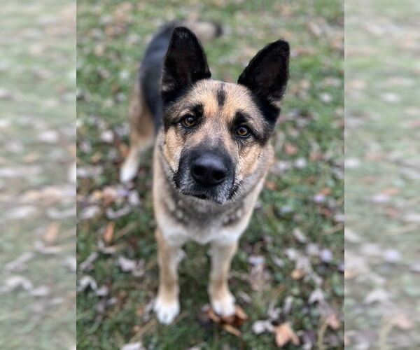Medium Photo #1 German Shepherd Dog Puppy For Sale in Mt. Airy, MD, USA