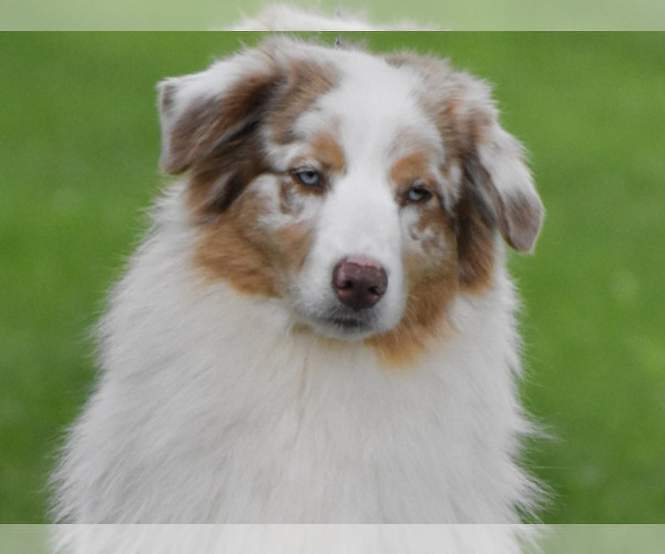 Medium Photo #1 Australian Shepherd Puppy For Sale in EASTON, MO, USA