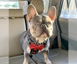 Small Photo #1 French Bulldog Puppy For Sale in SURPRISE, AZ, USA
