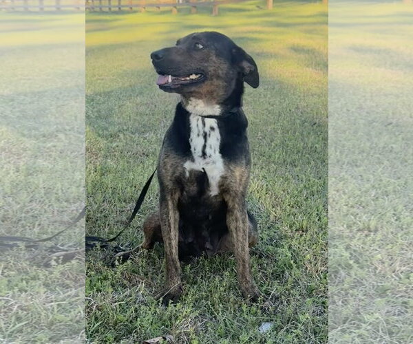 Medium Photo #4 Mutt Puppy For Sale in Tarrytown, GA, USA