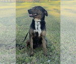 Small #3 Mutt