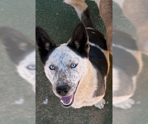 Medium Photo #2 Mutt Puppy For Sale in Apple Valley, CA, USA