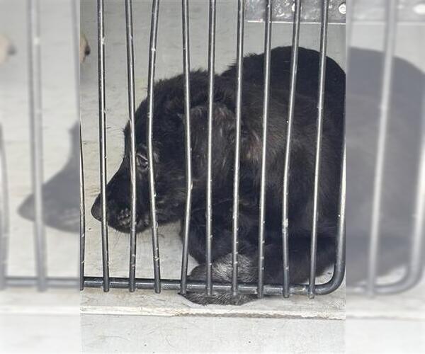 Medium Photo #1 Mutt Puppy For Sale in Houston, TX, USA