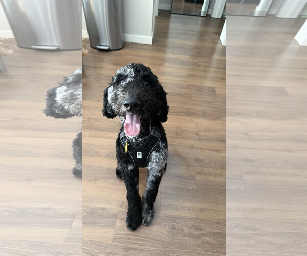 Medium Photo #1 Mutt Puppy For Sale in St. Louis Park, MN, USA