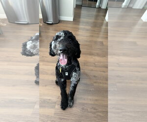 Mutt Dogs for adoption in St. Louis Park, MN, USA
