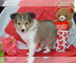 Puppy Cherie Shetland Sheepdog