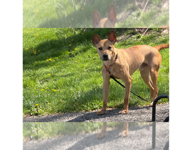 Medium Photo #2 Mutt Puppy For Sale in Springdale, PA, USA