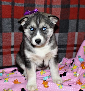 Medium Photo #1 Siberian Husky Puppy For Sale in MILLERSBURG, OH, USA