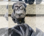Small Photo #6 Chinese Shar-Pei Puppy For Sale in DIMONDALE, MI, USA