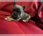 Small Photo #15 French Bulldog Puppy For Sale in COLORADO SPRINGS, CO, USA