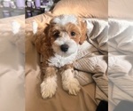 Puppy Bane Poovanese