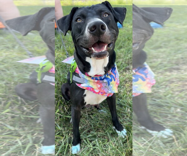 Medium Photo #1 American Pit Bull Terrier-Unknown Mix Puppy For Sale in Germantown, OH, USA