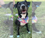 Small American Pit Bull Terrier Mix