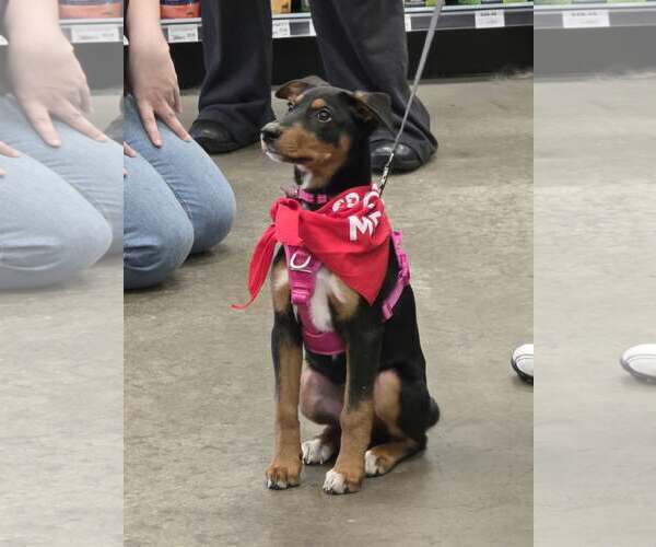 Medium Photo #9 Doberman Pinscher-Unknown Mix Puppy For Sale in Buffalo, MN, USA