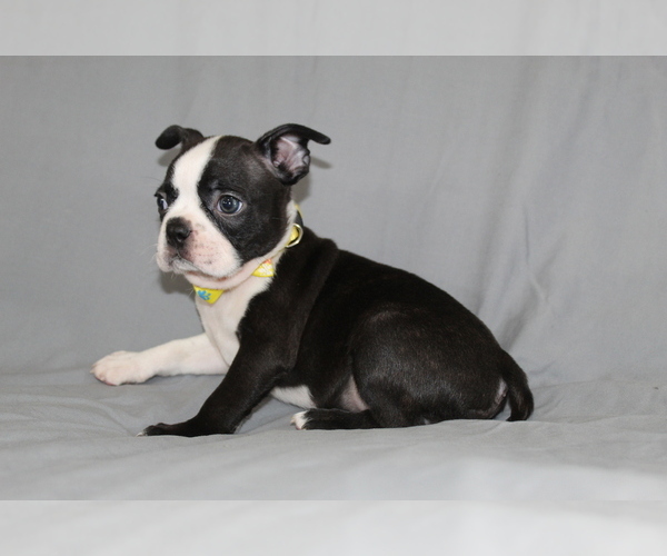Medium Photo #3 Boston Terrier Puppy For Sale in BROOKSVILLE, FL, USA