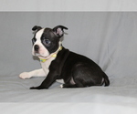 Small #2 Boston Terrier