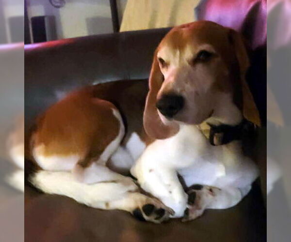 Medium Photo #2 Bagle Hound Puppy For Sale in Deepwater, NJ, USA