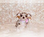 Puppy Guinevere Chihuahua