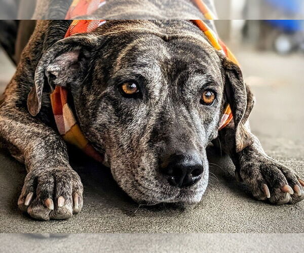 Medium Photo #25 Catahoula Leopard Dog-Unknown Mix Puppy For Sale in Rootstown, OH, USA