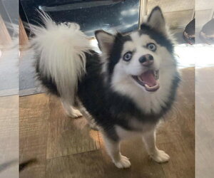 Snowy TX - Female Pomsky Dog for Adoption - Photo #3